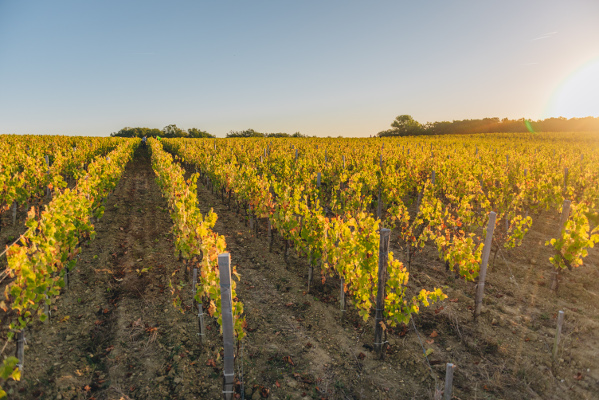 Cru Bourgeois Supérieur - Grand vin de Bordeaux