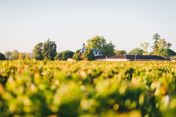 Cru Bourgeois - Grand vin de Bordeaux